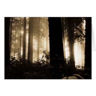 Foggy Sunrise OBS Kort