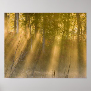 Foggy Sunrise vid Tamarac NWR nära Detroit Sjöar Poster