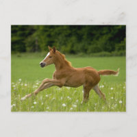 Fohlen im Galopp (Trakehner)