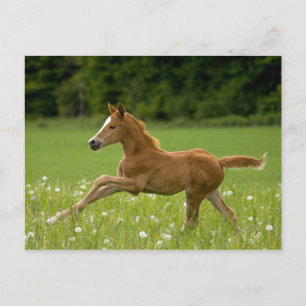 Fohlen im Galopp (Trakehner) Vykort