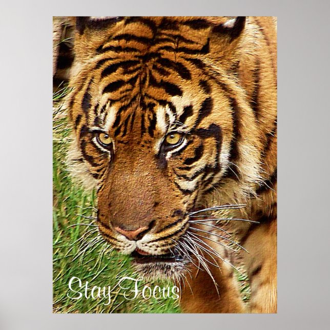 Fokus _ Poster (Framsidan)