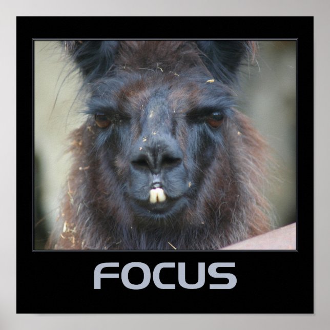 Fokusera Intensiv Llama Inspirerande Poster (Framsidan)