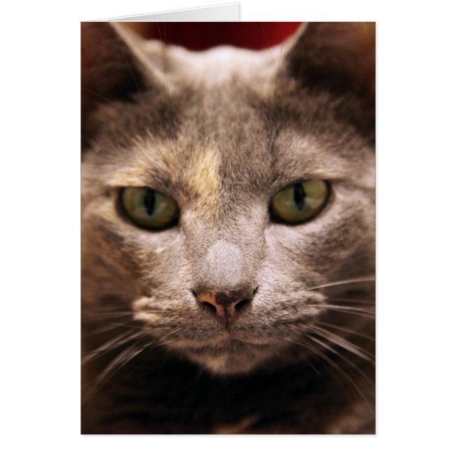 Fokuserad Hälsningskort (Framsidan)