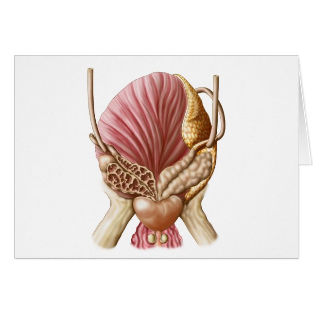 Fokusvy för urinblåsor hälsningskort (Framsidan Horizontal)