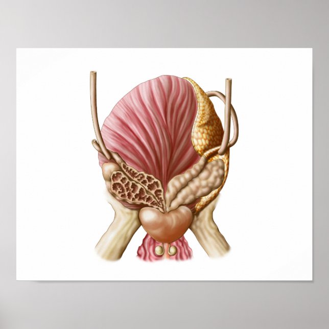 Fokusvy för urinblåsor poster (Framsidan)