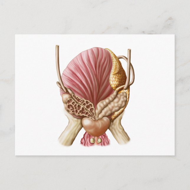 Fokusvy för urinblåsor vykort (Framsida)