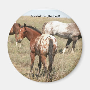 föl magnet