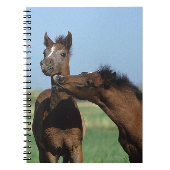 Föl som leker 2 anteckningsbok med spiral (Framsidan)