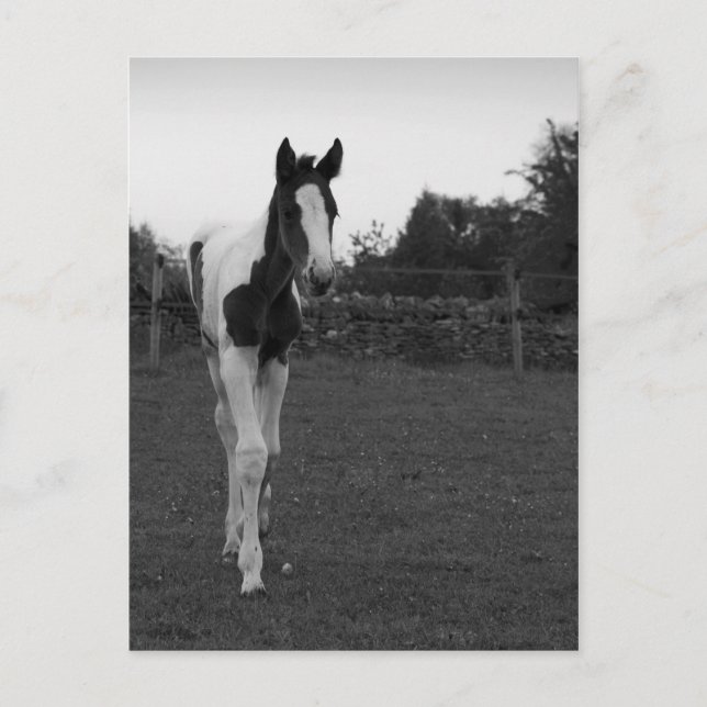 föl vykort (Framsida)