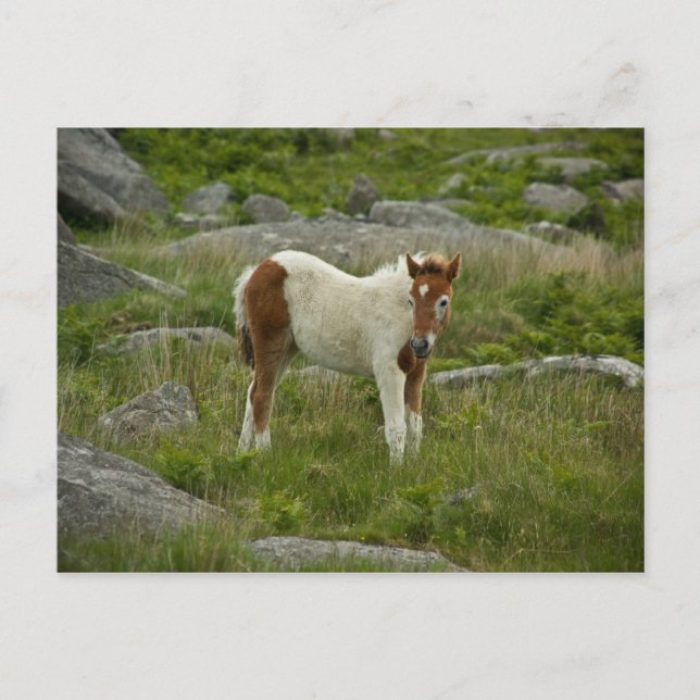 Föl Vykort (Framsida)