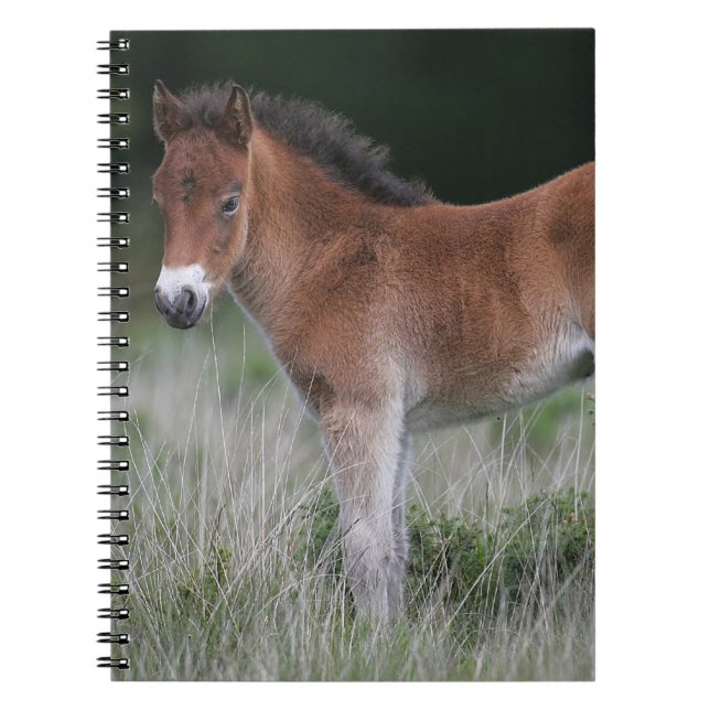 Fölanseende Anteckningsbok Med Spiral (Framsidan)