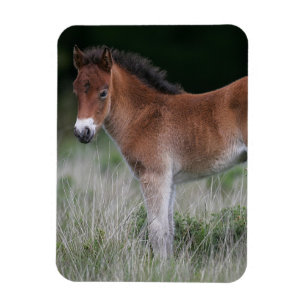 Fölanseende Magnet