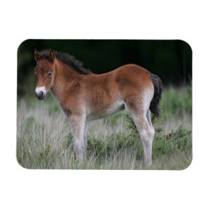 Fölanseende Magnet