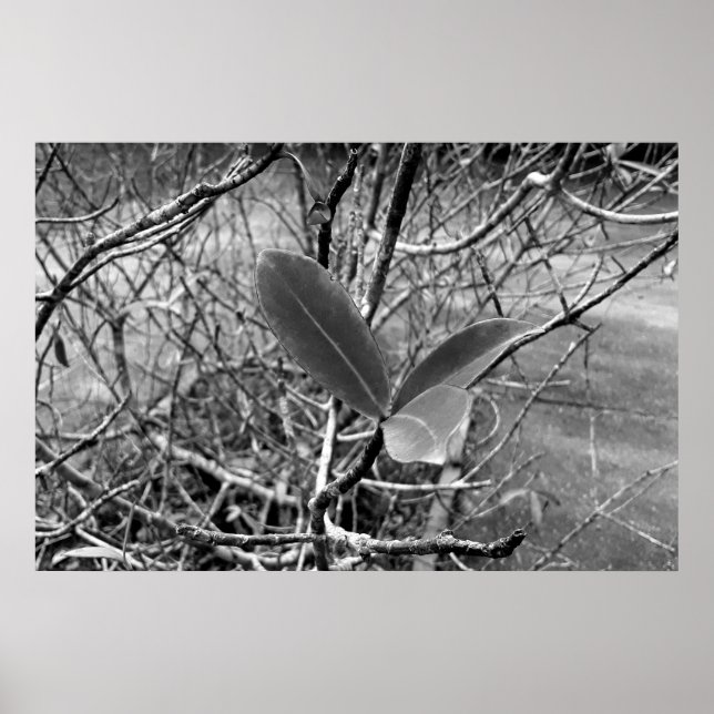 folhas em vida1 poster (Framsidan)