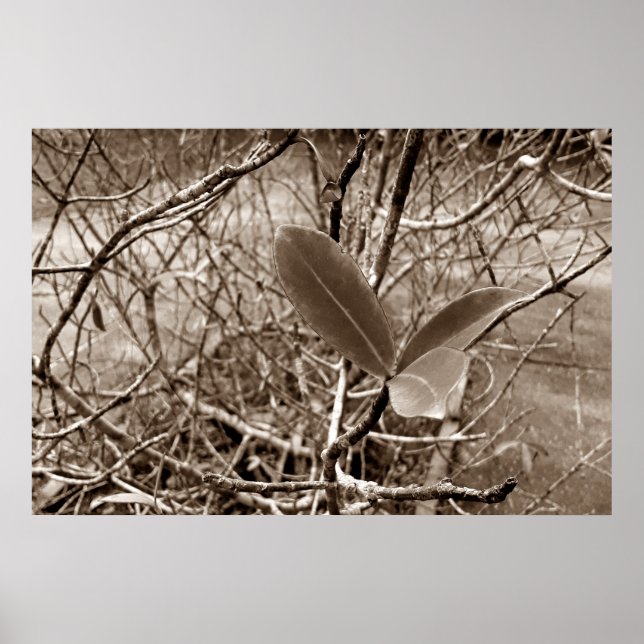 folhas em vida2 poster (Framsidan)