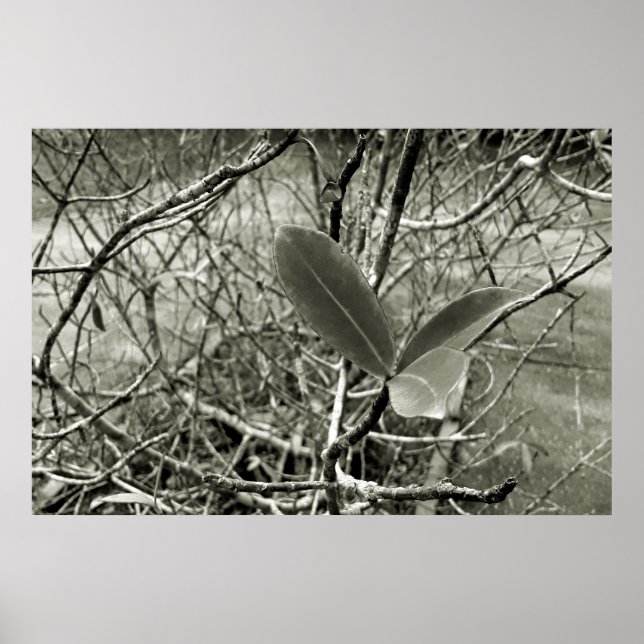 folhas em vida3 poster (Framsidan)