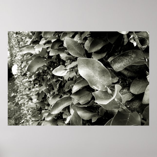 folhas poster (Framsidan)