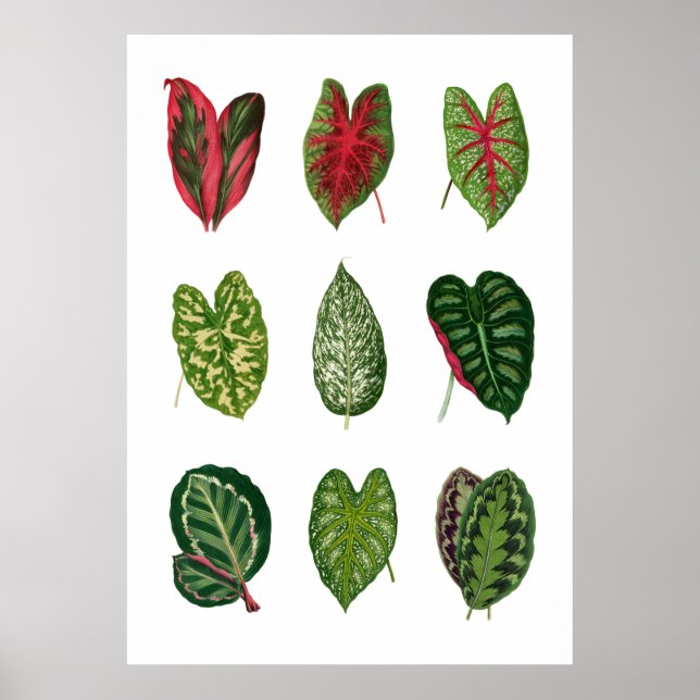 Foliage Poster (Framsidan)