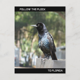 Följ Flock Post Card Florida Vykort