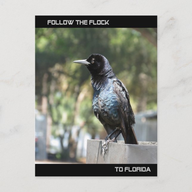 Följ Flock Post Card Florida Vykort (Framsida)