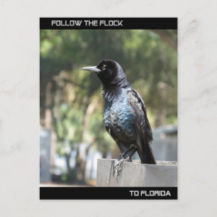 Följ Flock till Florida Vykort