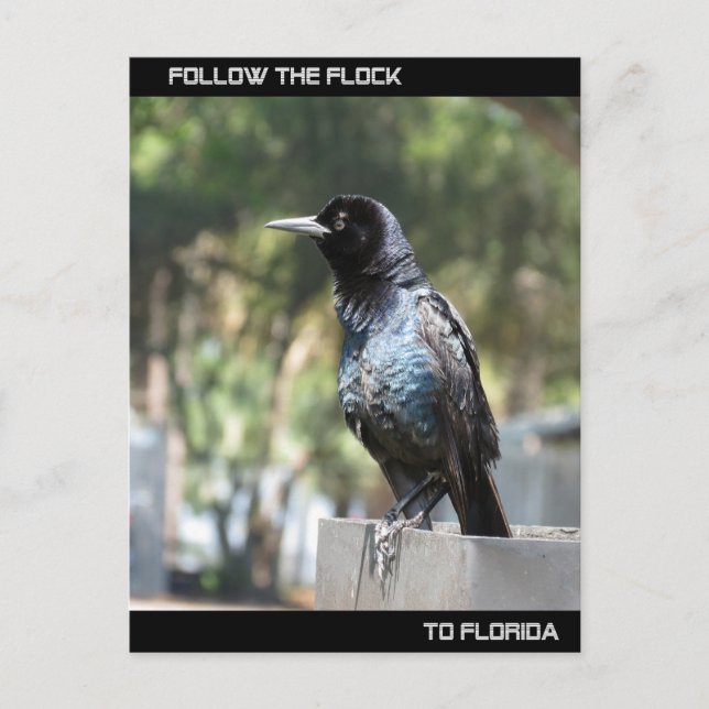Följ Flock till Florida Vykort (Framsida)
