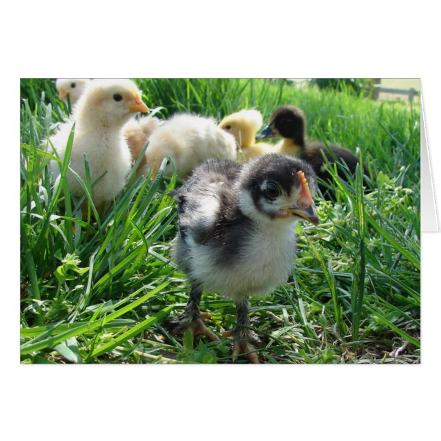 Följ ledaren hälsningskort (Framsidan Horizontal)