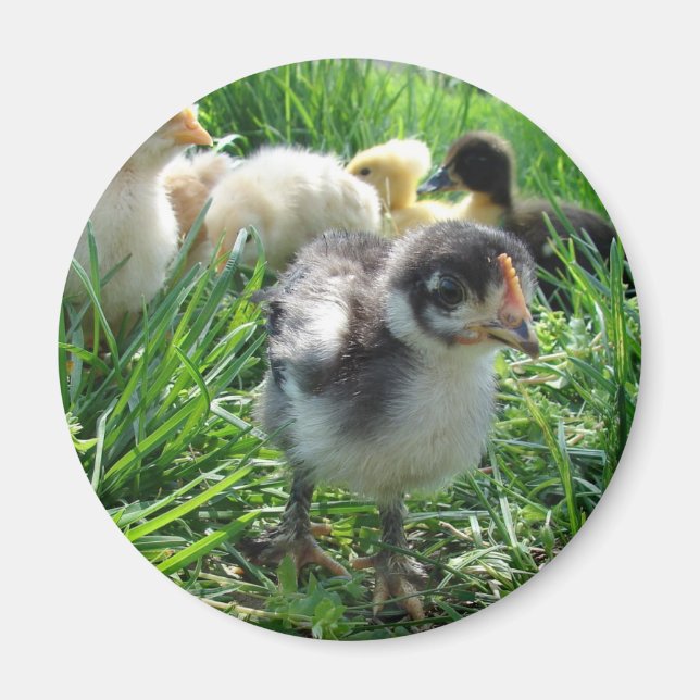 Följ ledaren magnet (Framsidan)