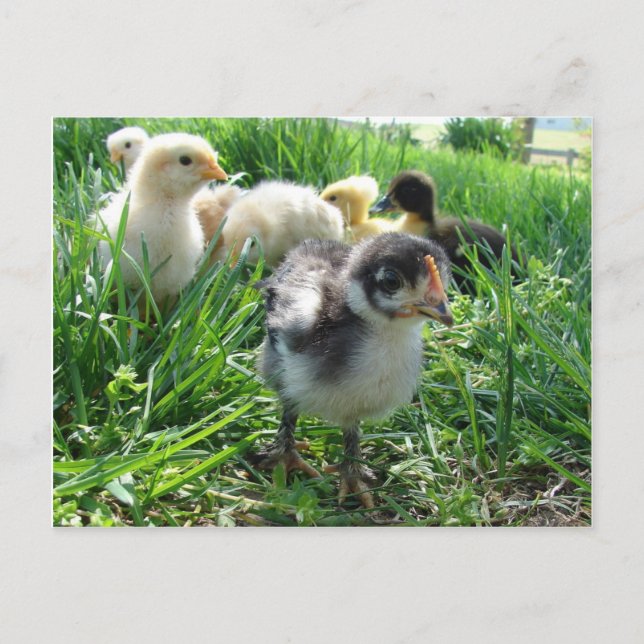 Följ ledaren vykort (Framsida)