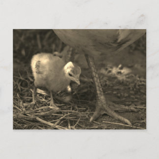 Följande i Mamma Fotsteg - vykort