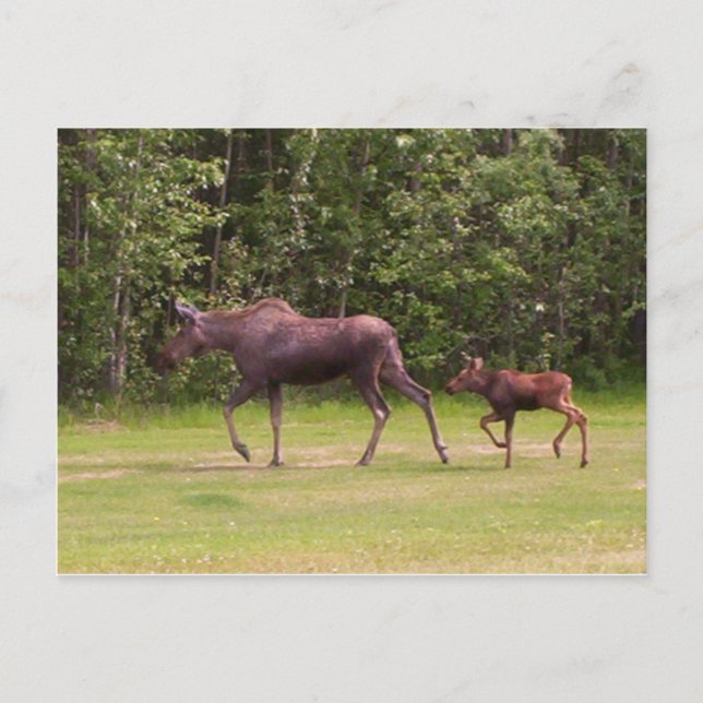 Följande i Mammor Fotavtryck Vykort (Framsida)