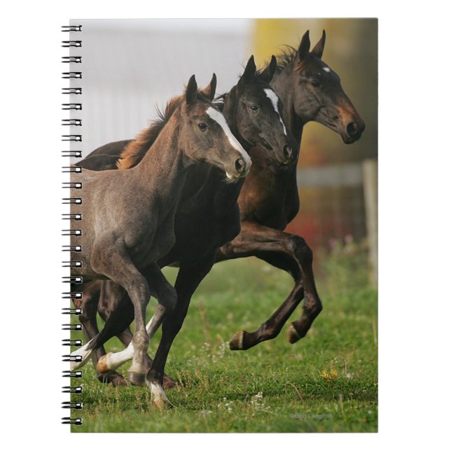 Fölspring Anteckningsbok (Framsidan)