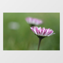 Fönsterdekal - Tusenskönas elegans