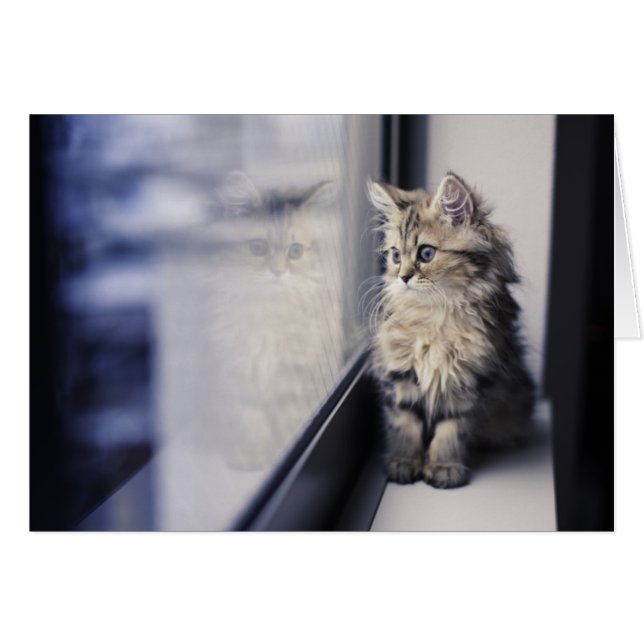 Fönstret Kitten Tittar ut Hälsningskort (Framsidan Horizontal)