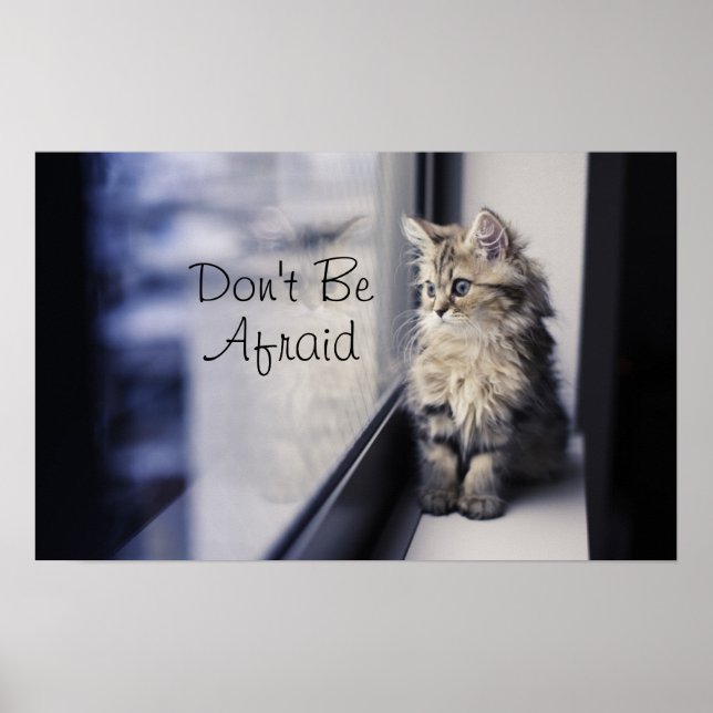 Fönstret Kitten Tittar ut Poster (Framsidan)