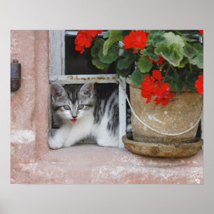 Fönstret Kitten Tittar ut Poster