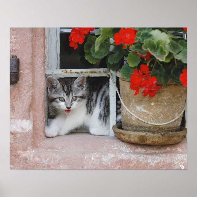 Fönstret Kitten Tittar ut Poster (Framsidan)