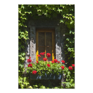 Fönstret Röda Geranium Flowers Fototryck