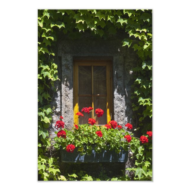 Fönstret Röda Geranium Flowers Fototryck (Framsidan)