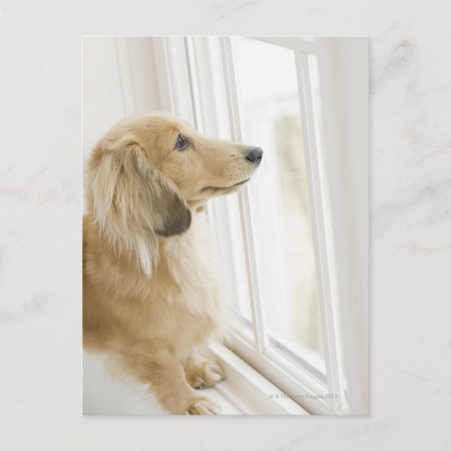 Fönstret tittar hund vykort (Framsida)