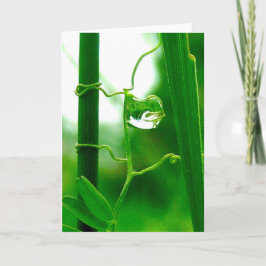 Fool, naturtarot, nybörjare kort