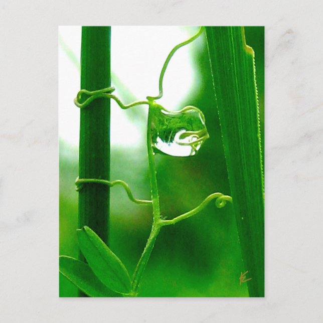 Fool, Tarot in Nature Meditation Vykort (Framsida)