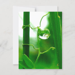 Fool, Tarot in Nature Meditation Vykort