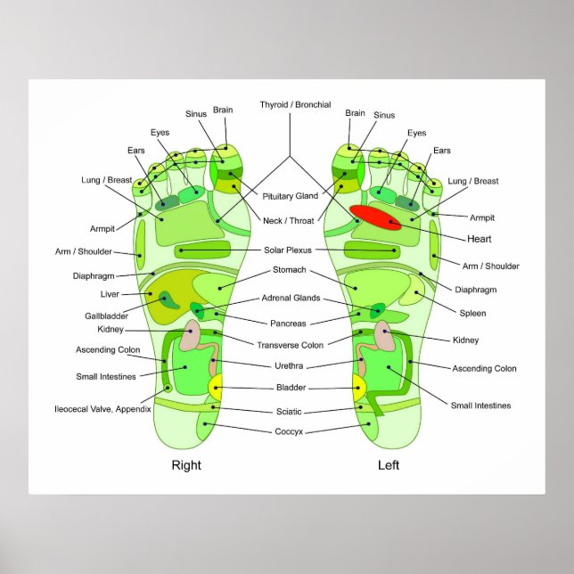 Foot Acupression Diagram Poster (Framsidan)