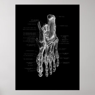 Foot Anatomipodiatrist Medicinsk Poster