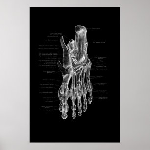 Foot Anatomiskt medicinskt Poster 24x36 tum