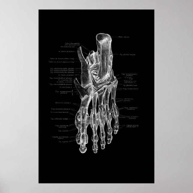 Foot Anatomy Medical Poster 24 x 36 tum (Framsidan)