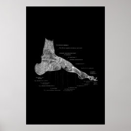 Foot Anatomy Medical Poster 24 x 36 tum