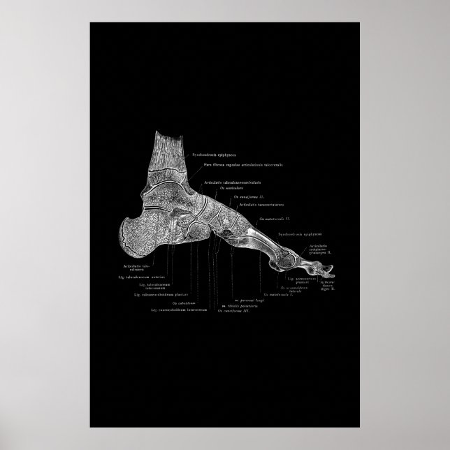 Foot Anatomy Medical Poster 24 x 36 tum (Framsidan)