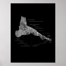 Foot Anatomy Podiatrist Gift Medial Wall Decor